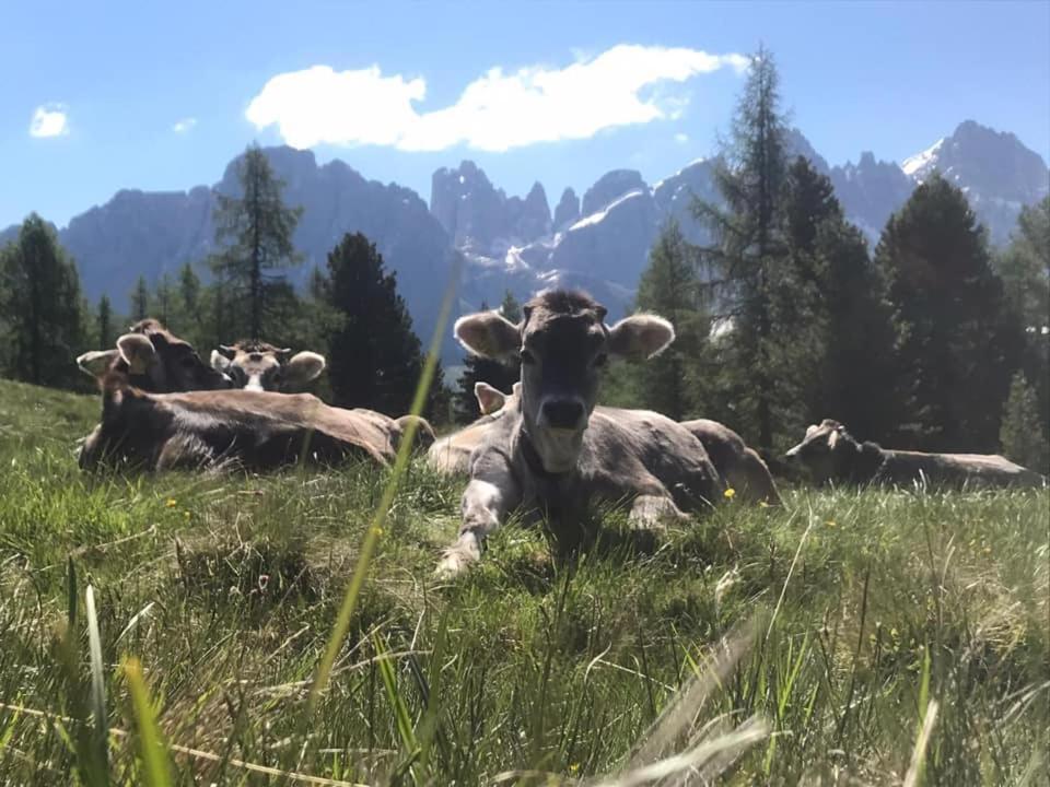 Rifugio Caltena เฟียรา ดี พรีเมียโร ภายนอก รูปภาพ